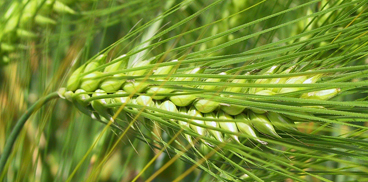 sardegnaagricoltura.it